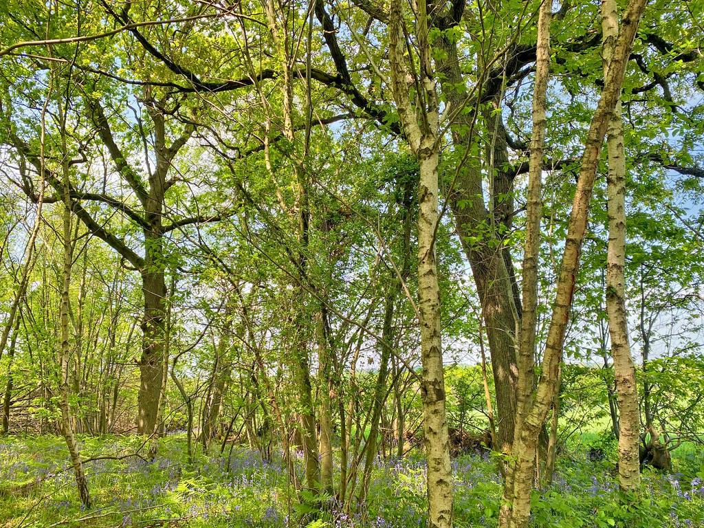 Mixed broadleaves by the field boundary