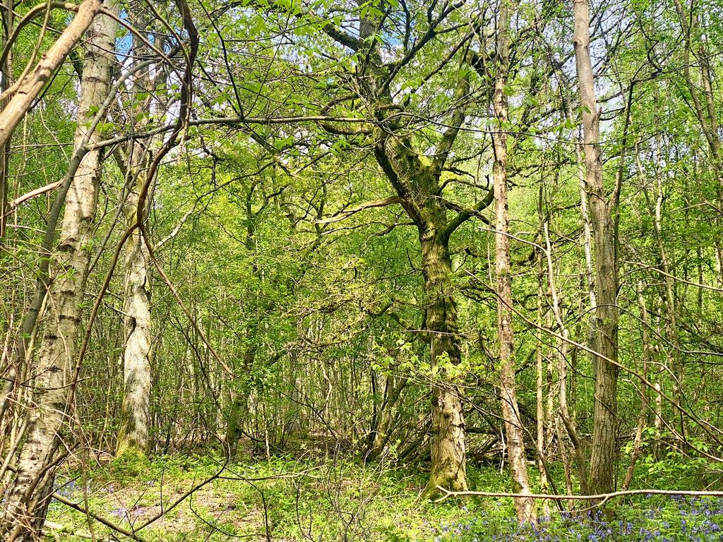 Oak, birch and chestnut