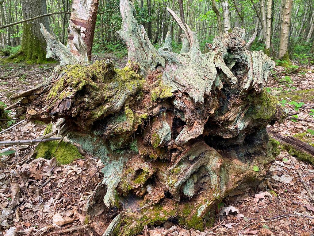 An old tree stump