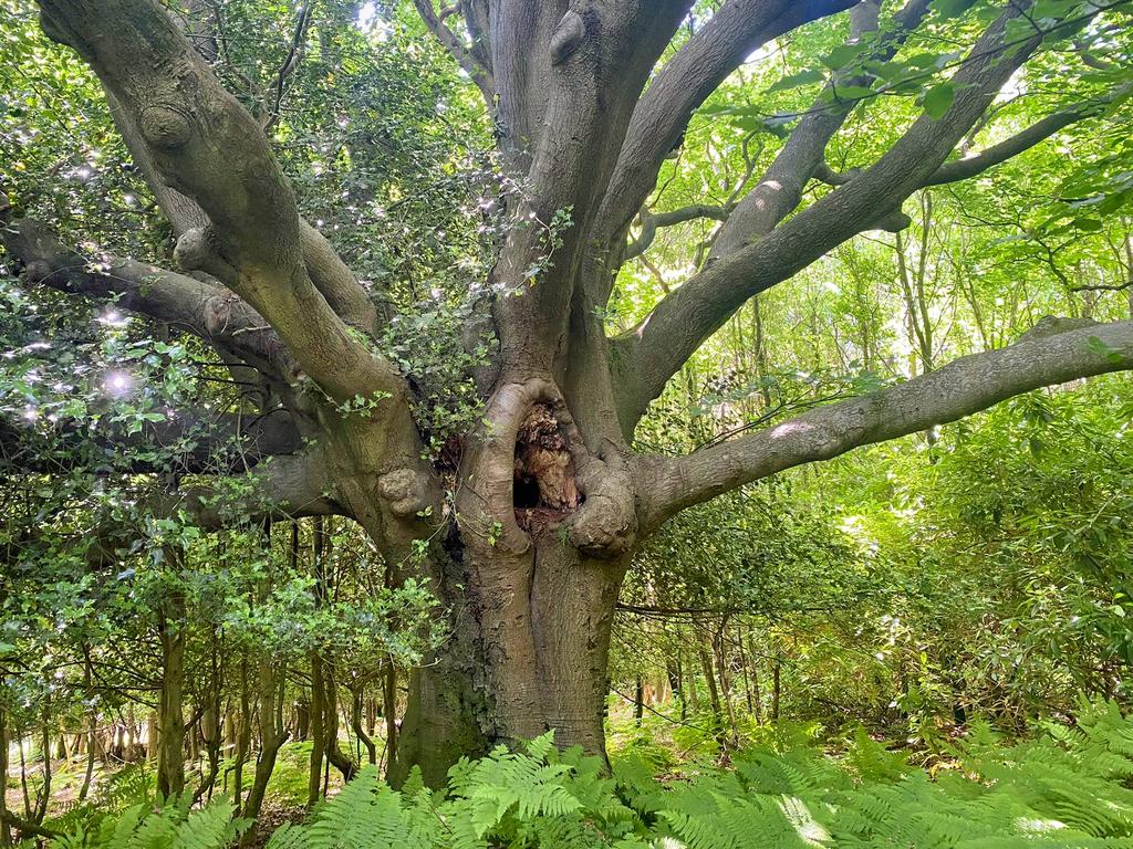 Ancient beech tree