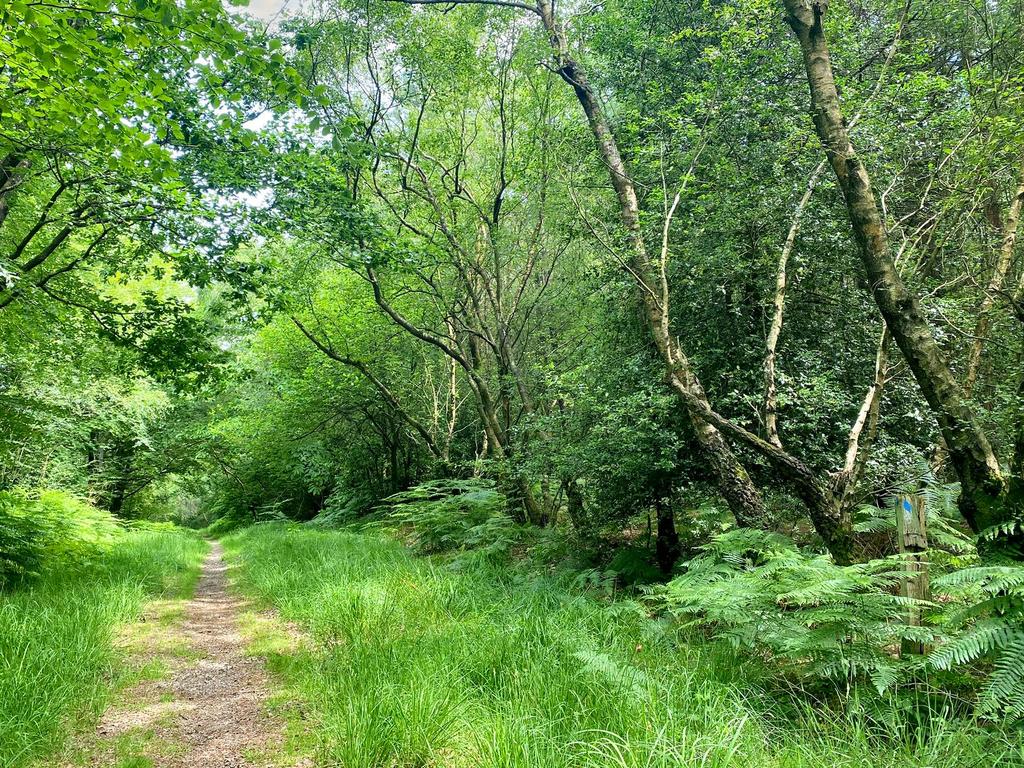 The north boundary of the wood (track outside...