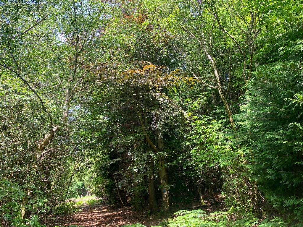 Splendid mature beech   including a copper beech