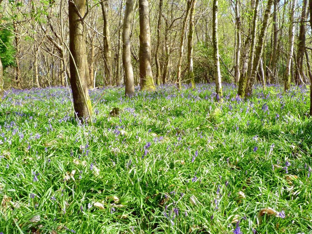 Bluebells emerging in early Spring