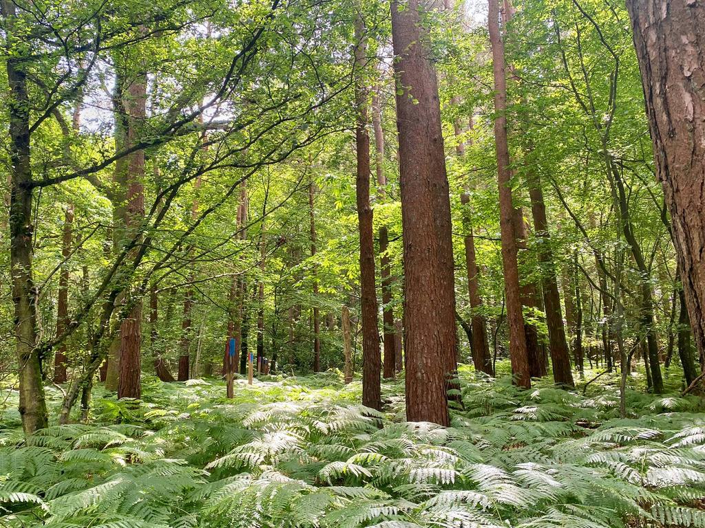 Among the pines and bracken (post line...