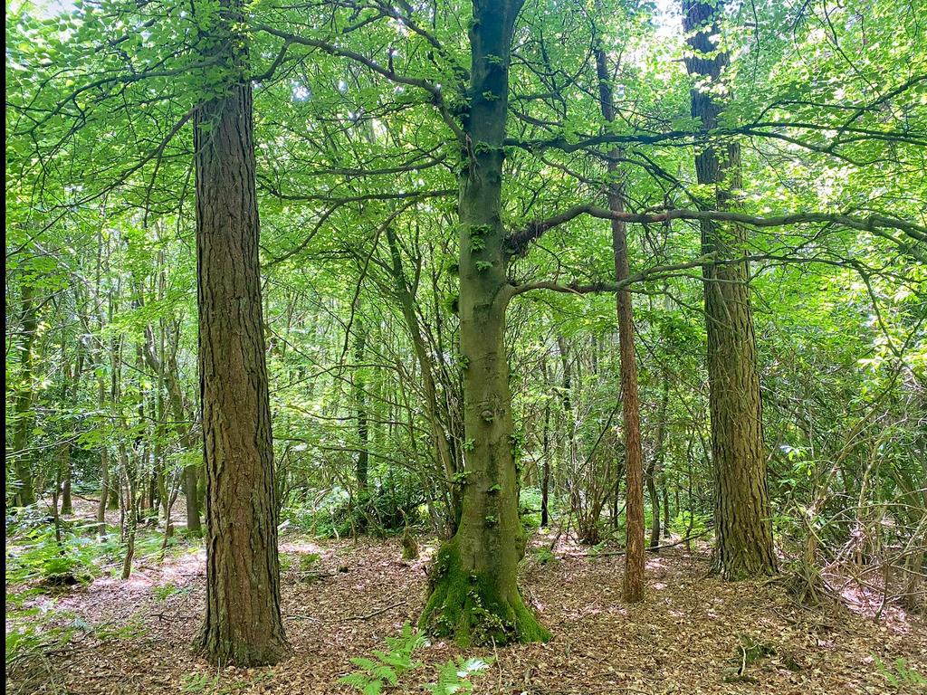 Beech between two pines