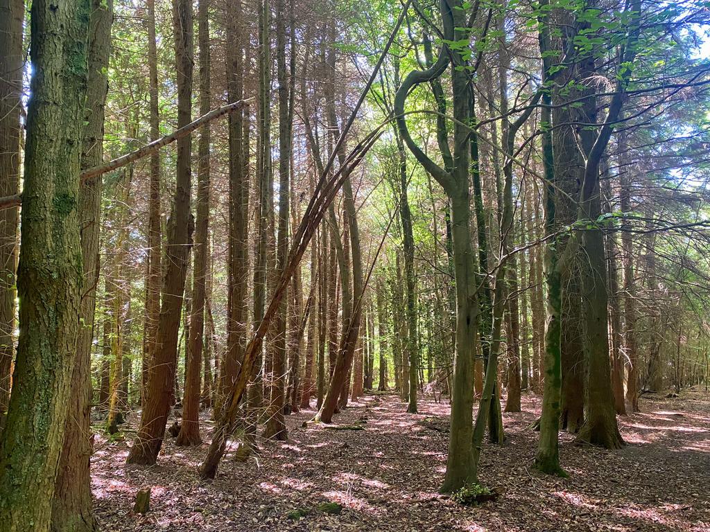 Conifer plantation on the west side of the wood