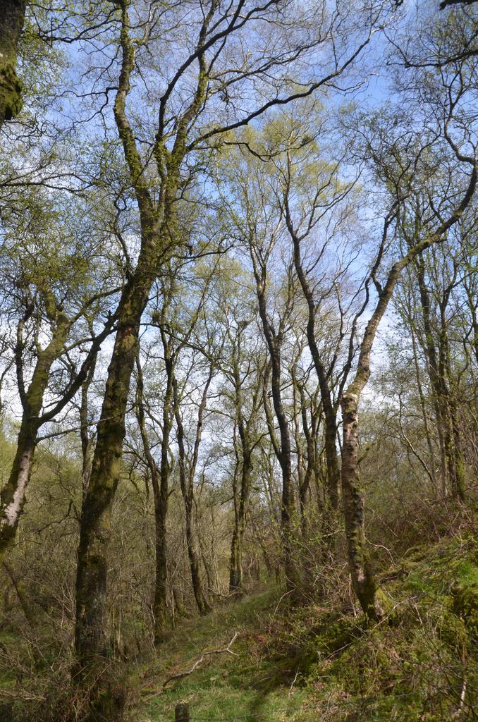 Birch