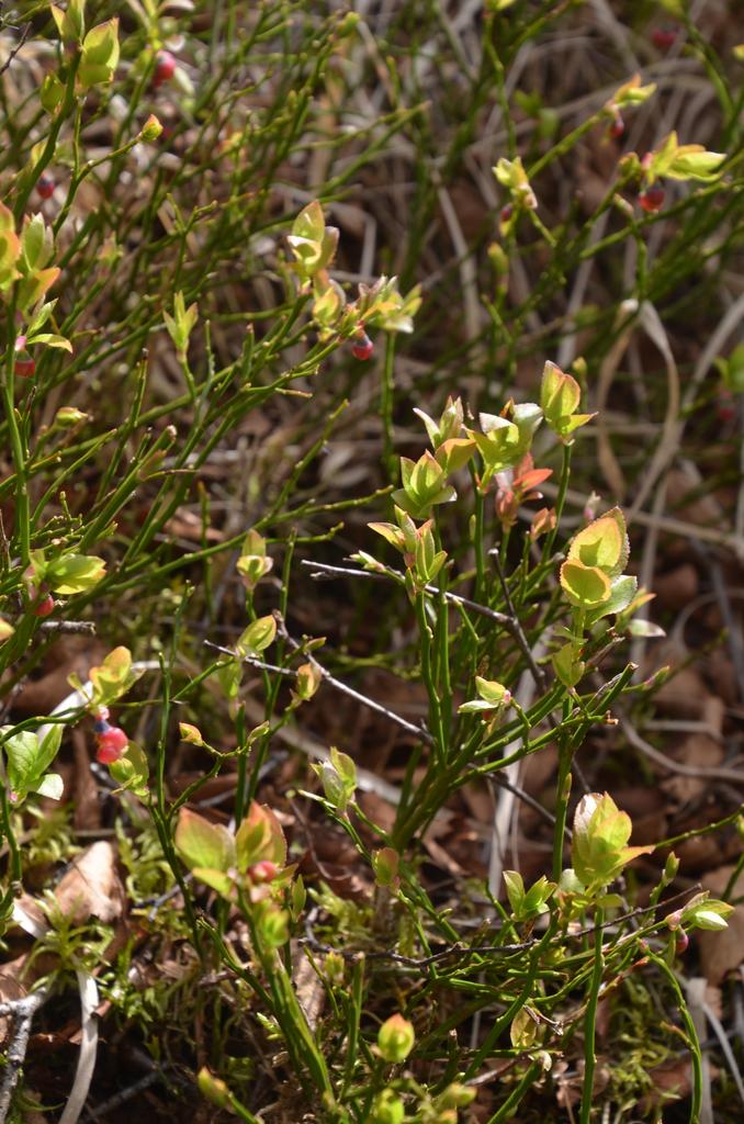 Whinberry in flower