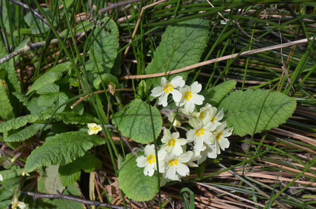 Primrose