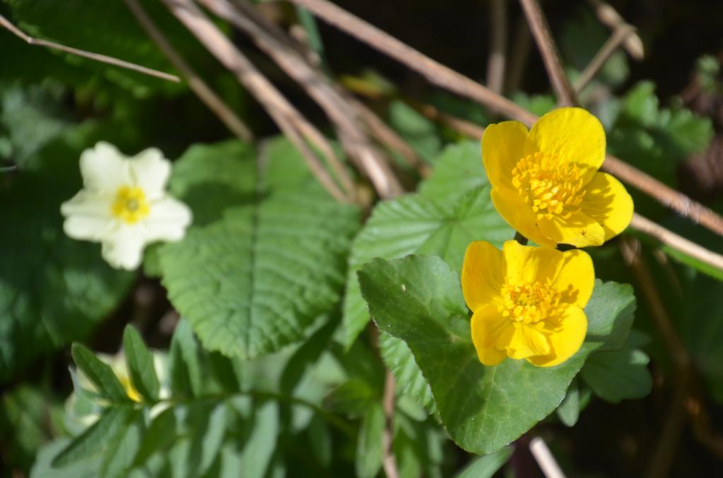 Marsh Marigold
