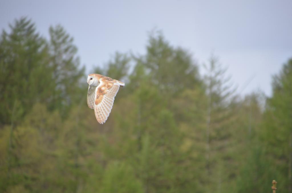 Barn owl neighbour