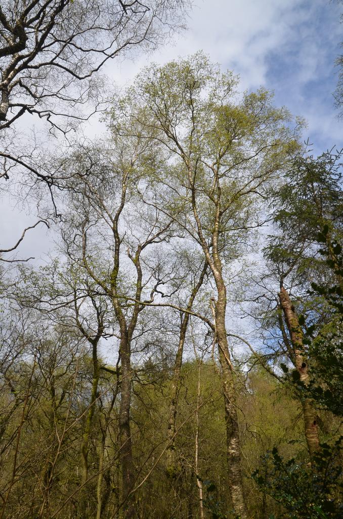 Birch