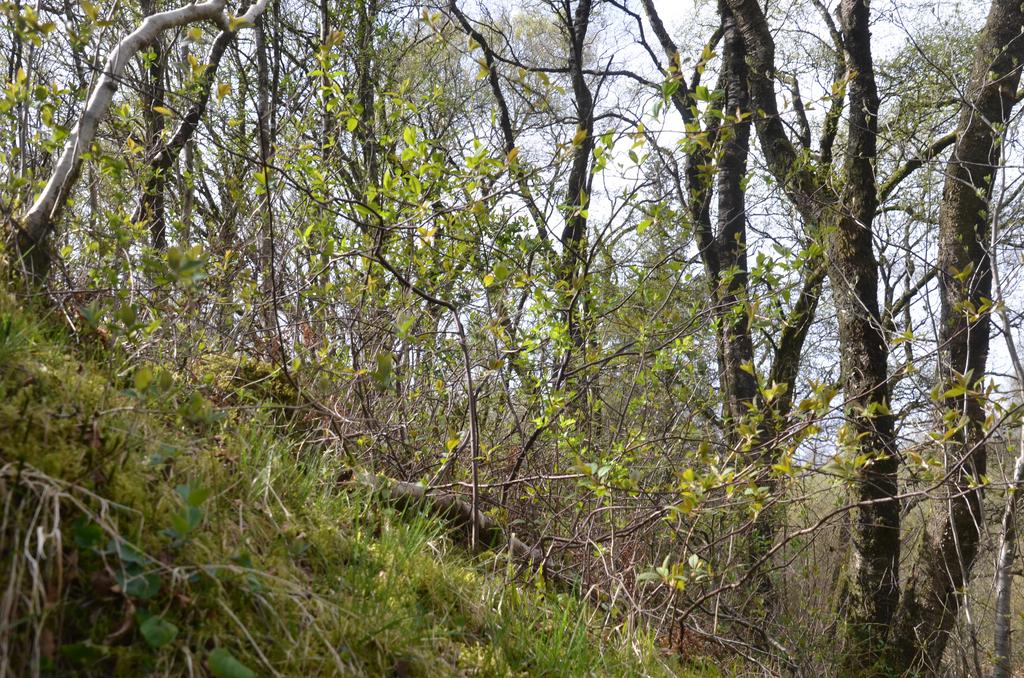 Green roof