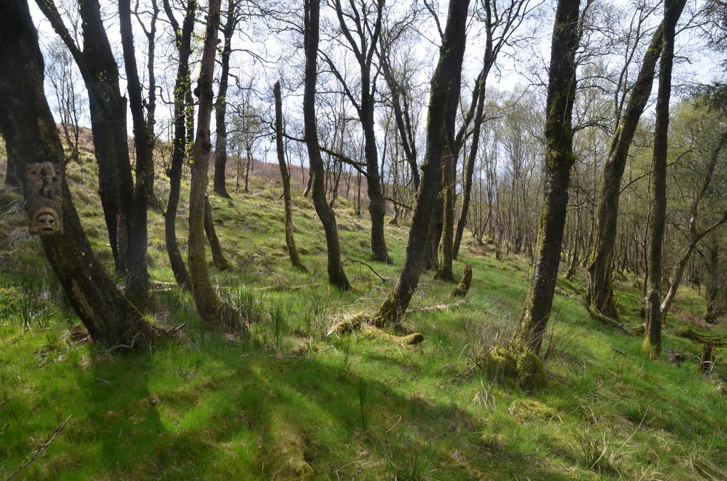 Birch
