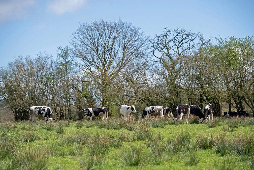 A page 160424 Heol Ddu Farm Cefneithin 022.jpg