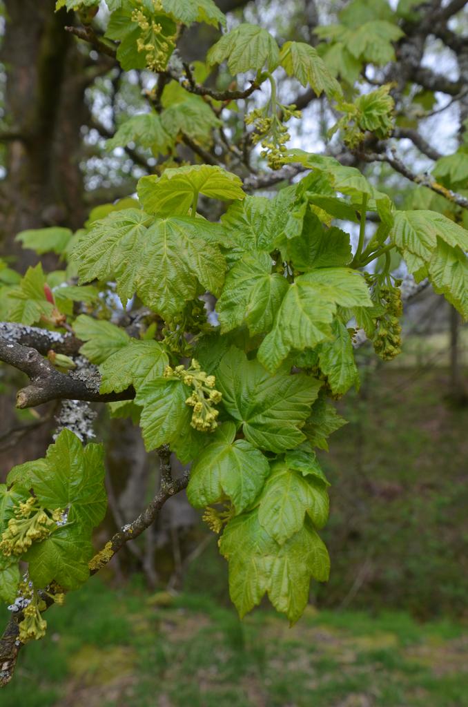 Sycamore flowers