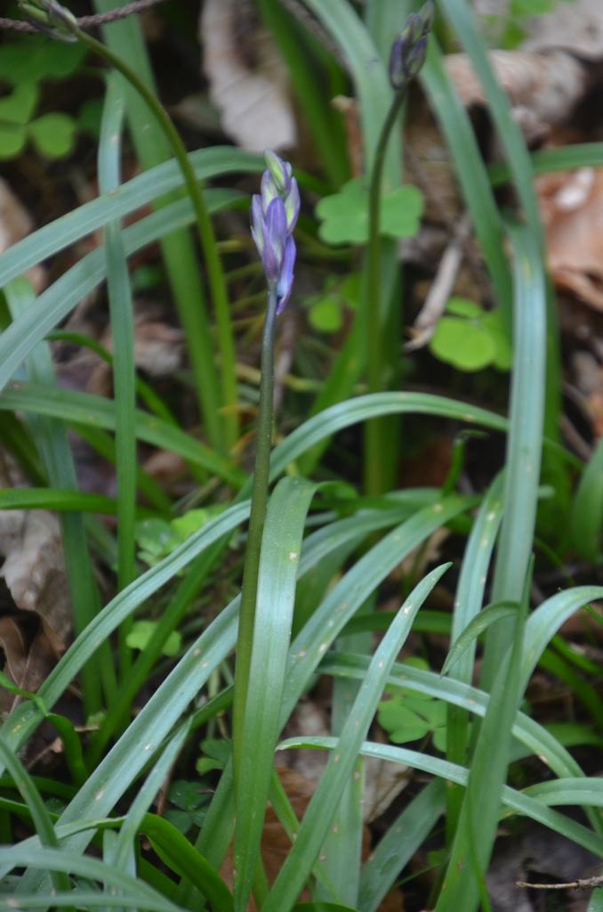 Emerging bluebell