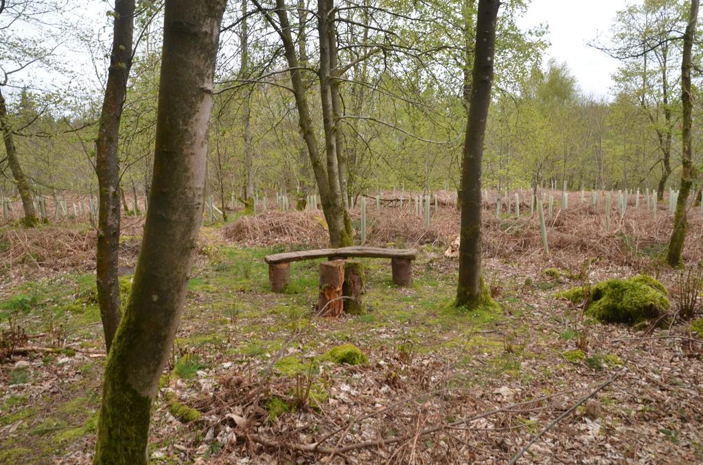 Rustic bench