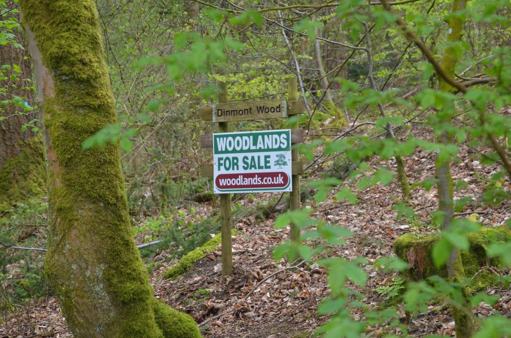 Dinmont Wood