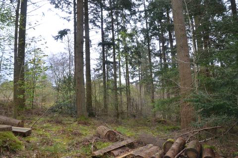 Woodland for sale, BRAMPTON, CUMBRIA CA8