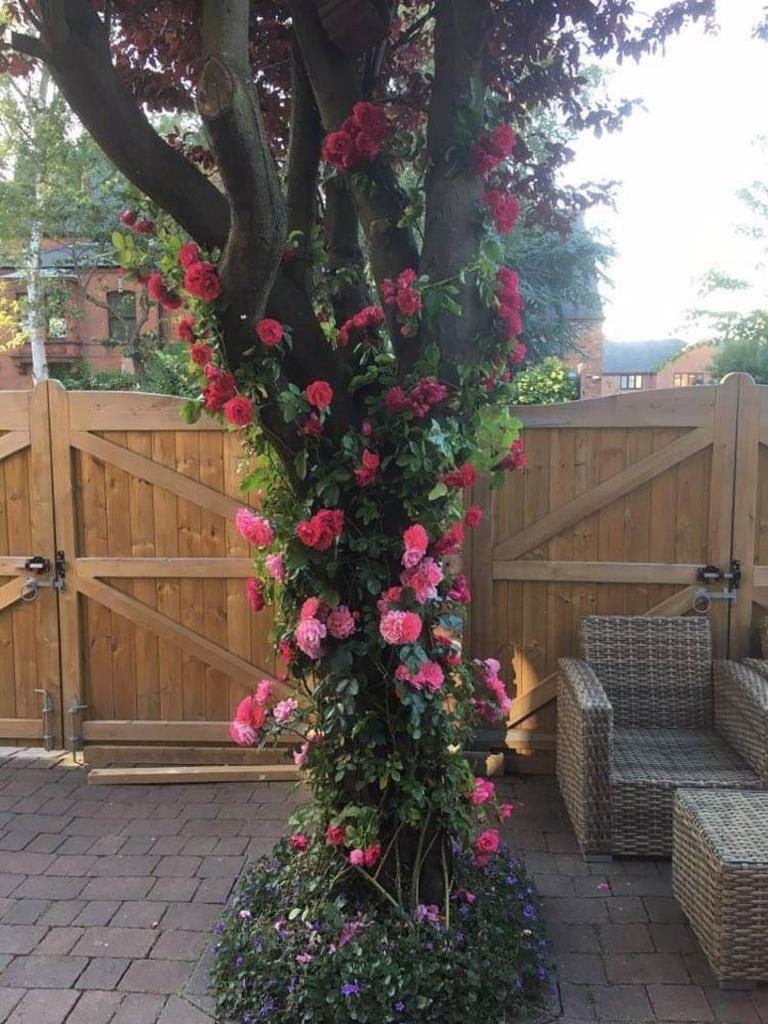 Garden tree