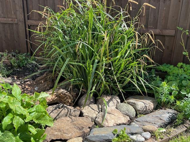 Rockery.jpg