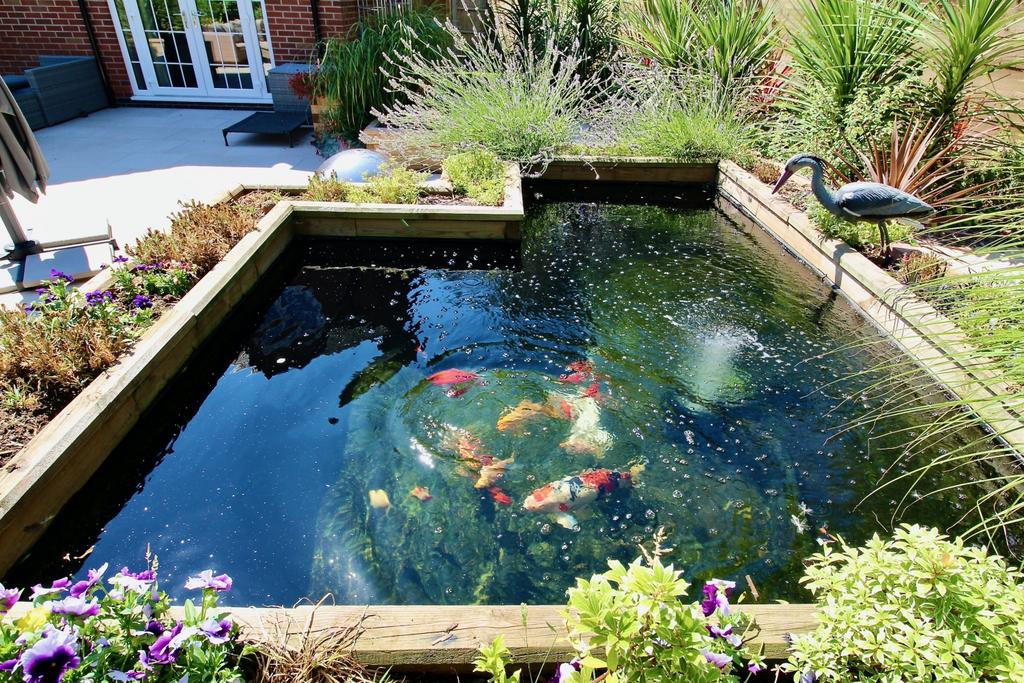 Koi Carp Pond