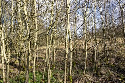 Woodland for sale, The Bog, Misterley, Shropshire SY5