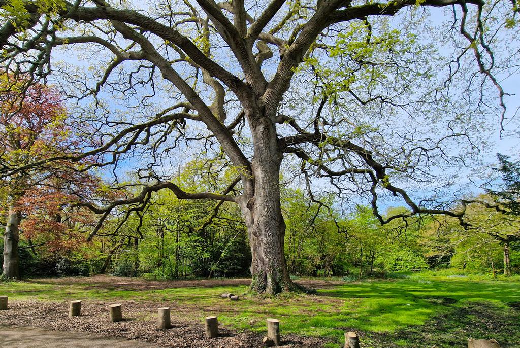 The Old Boat House - Tree