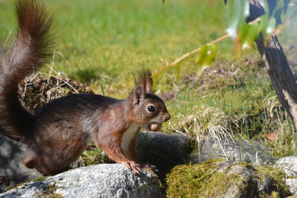 Hungry Squirrel