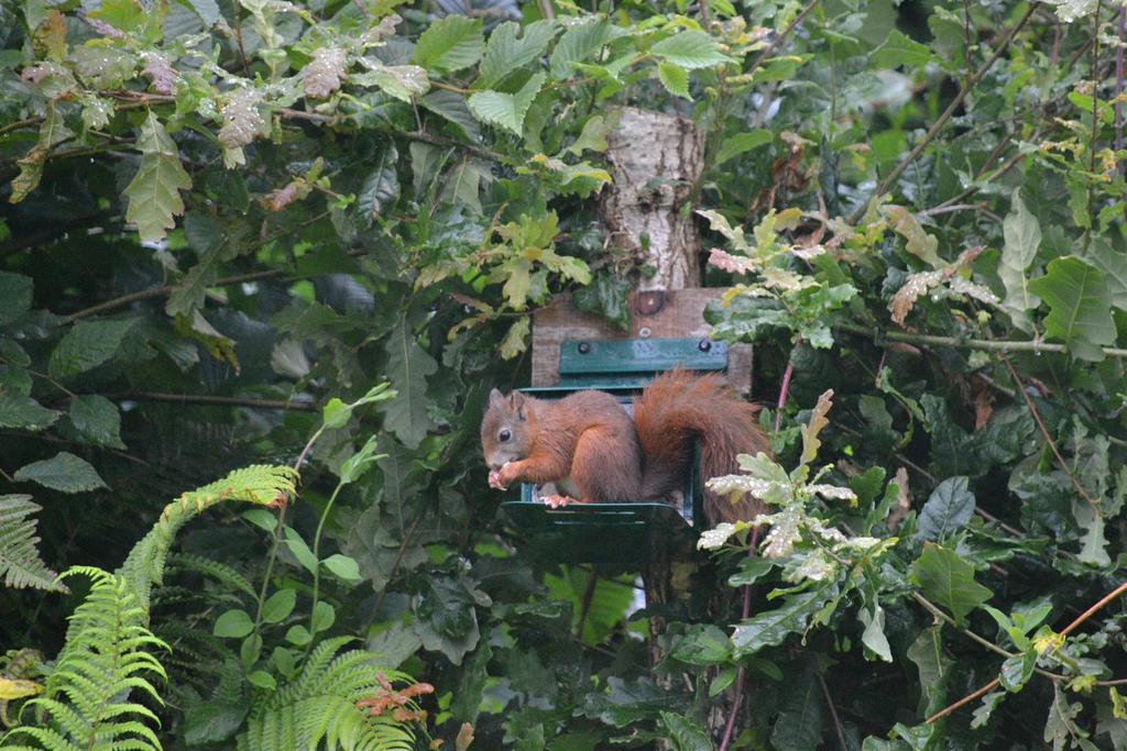 On the feeder