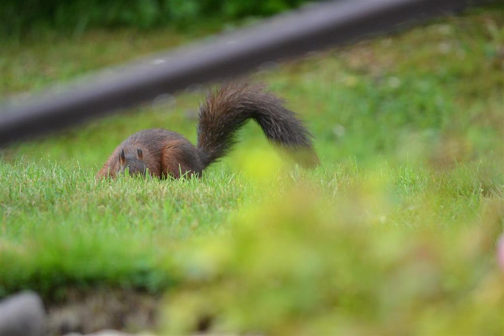 In the garden