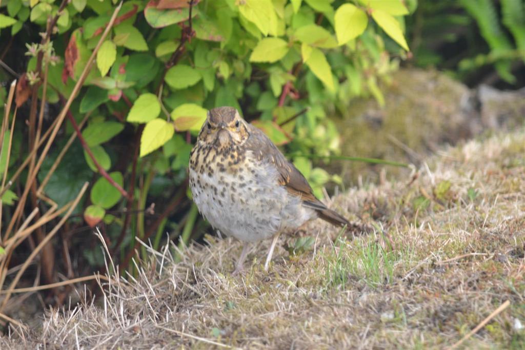 Song thrush   fledgling