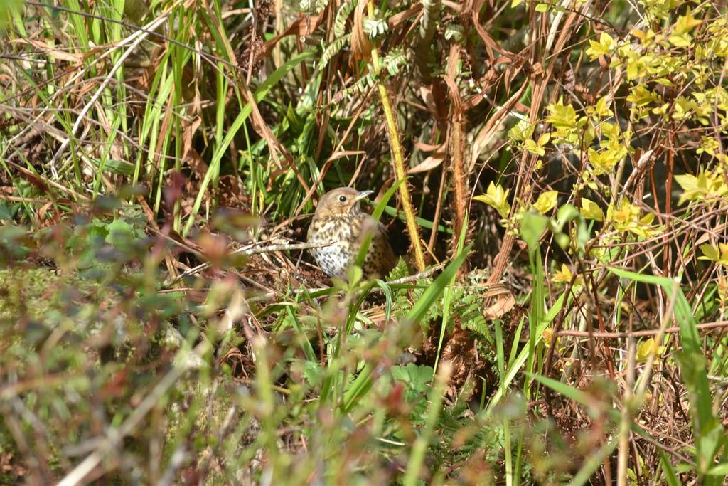 Song thrush