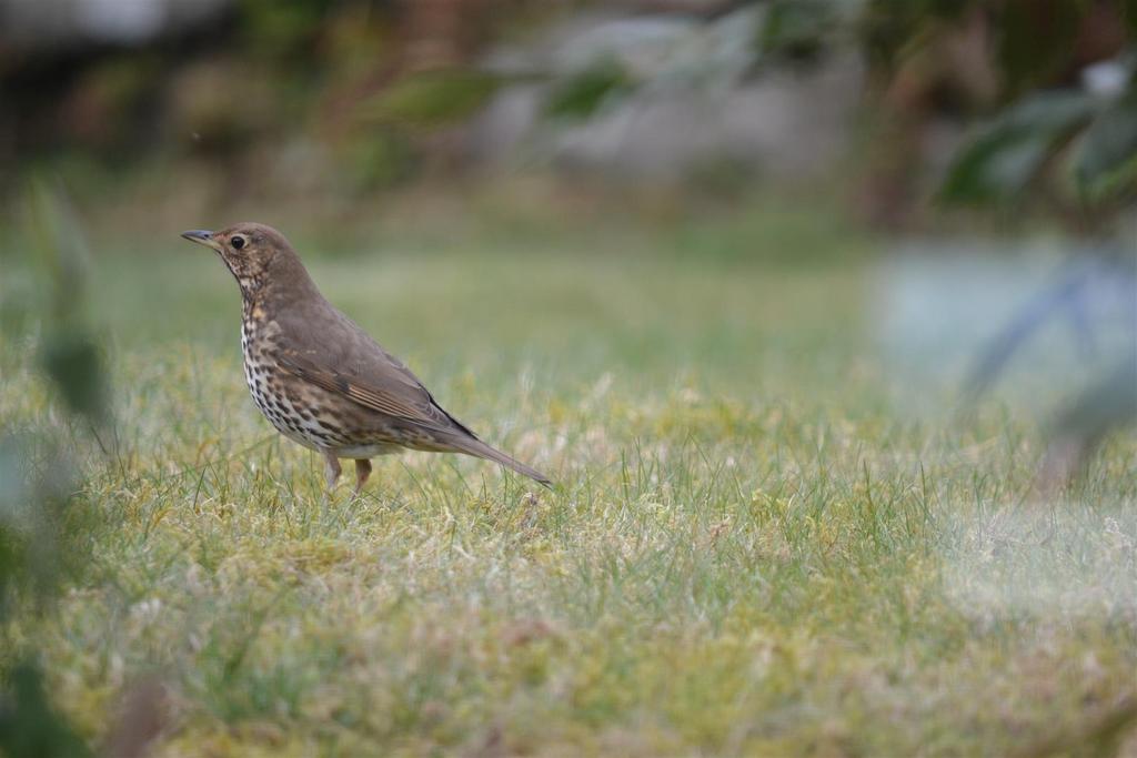 Song thrush