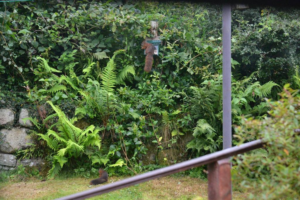 Two squirrels - summer