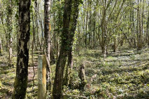 Woodland for sale, Gwehelog NP15