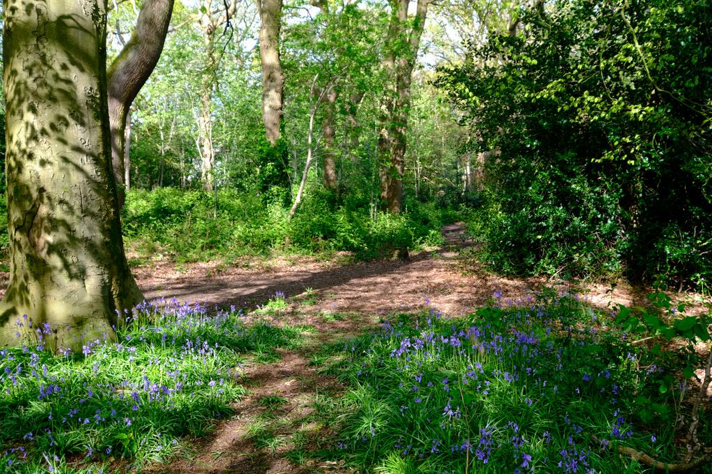 Local Woodland Walk