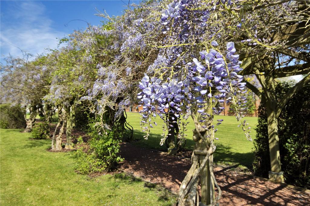 Wisteria