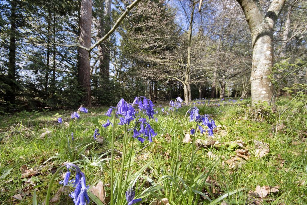 Light Woodland