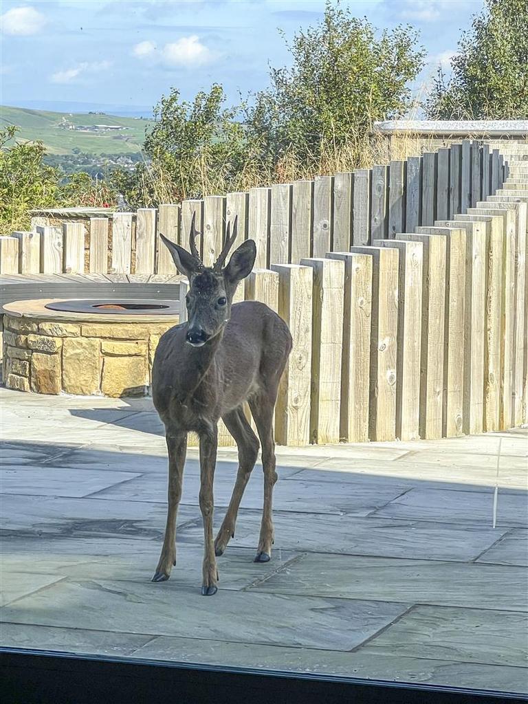 Occasional Deer on Patio