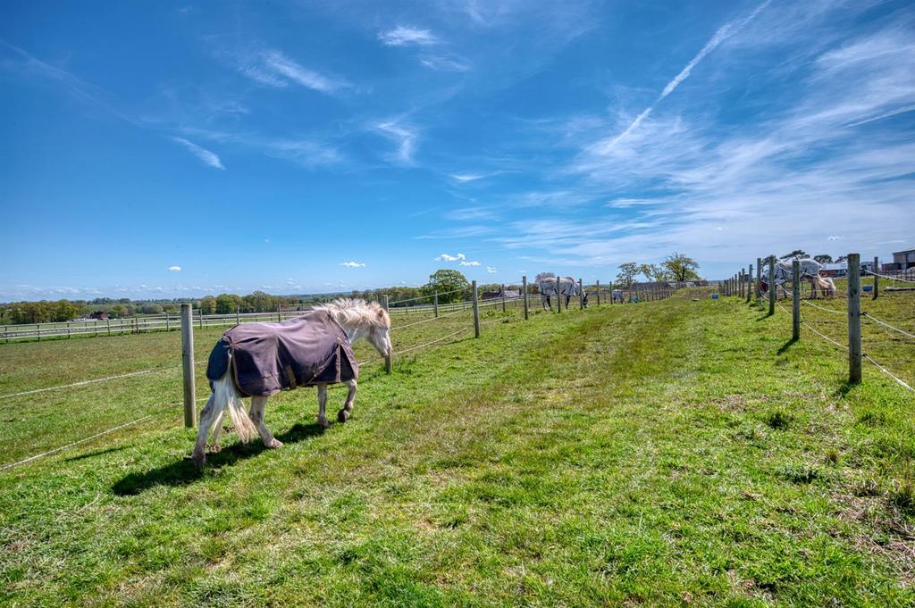 Gallops and paddocks.jpg