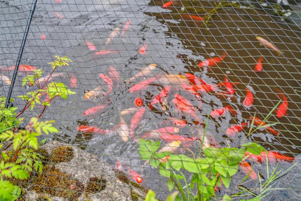 Fish Pond