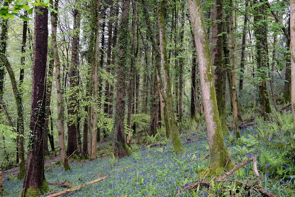 Lyme Road, Uplyme EX13 Woodland for sale £70,000