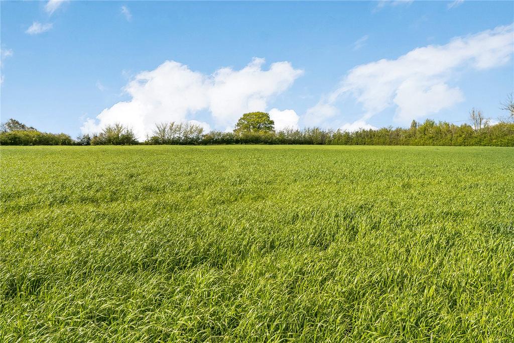 Meadow