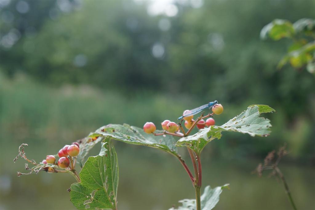 Damsel fly.JPG