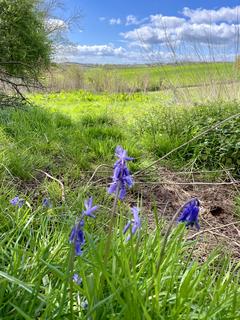 Land for sale, Near Llanrothal , Monmouth NP25