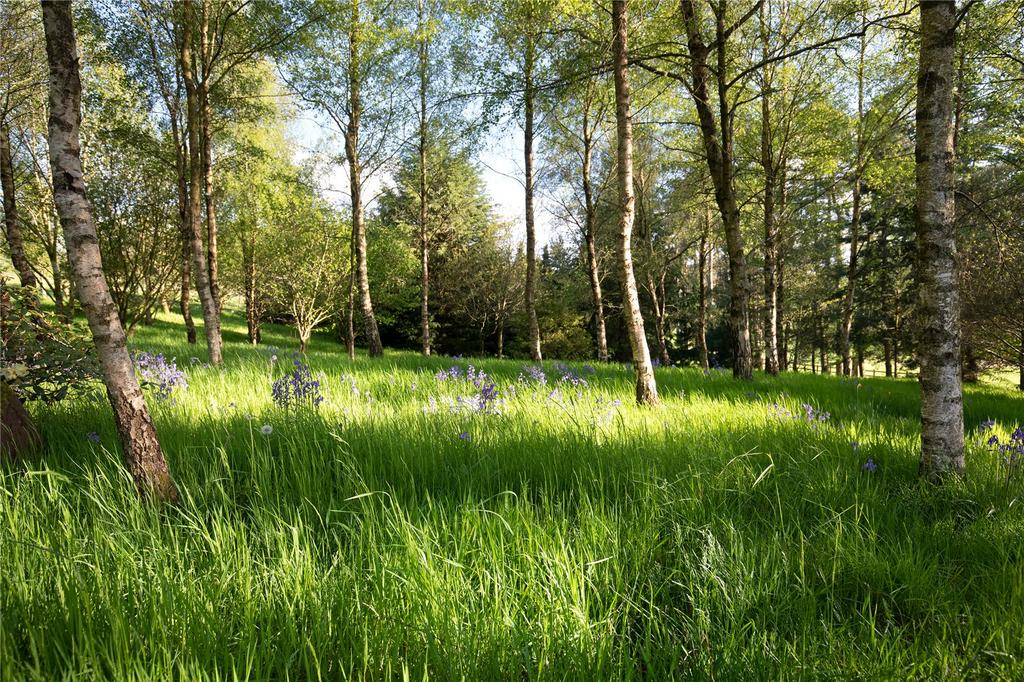Woodland