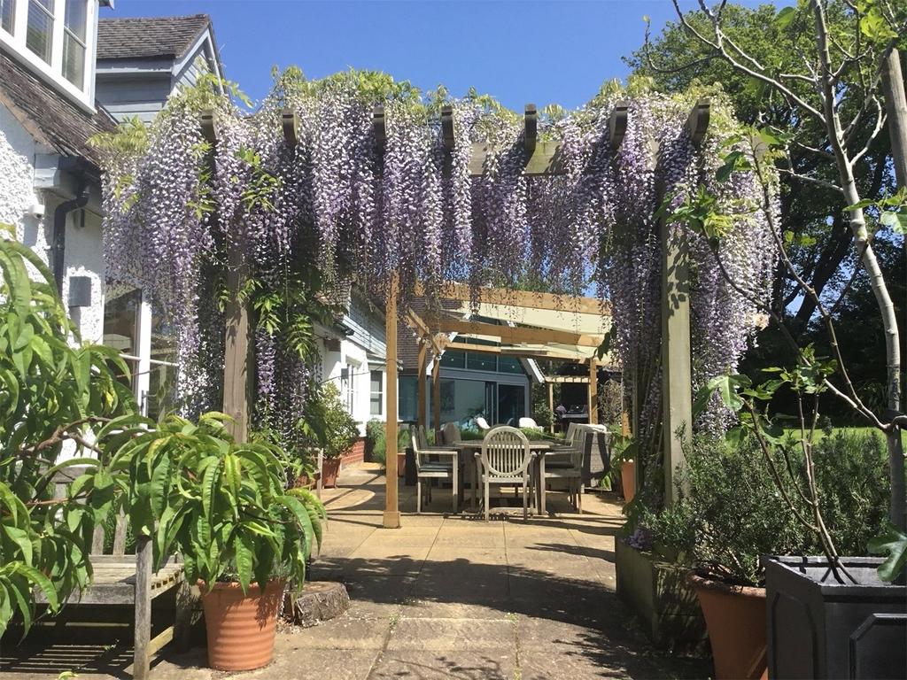 Patio / Wisteria