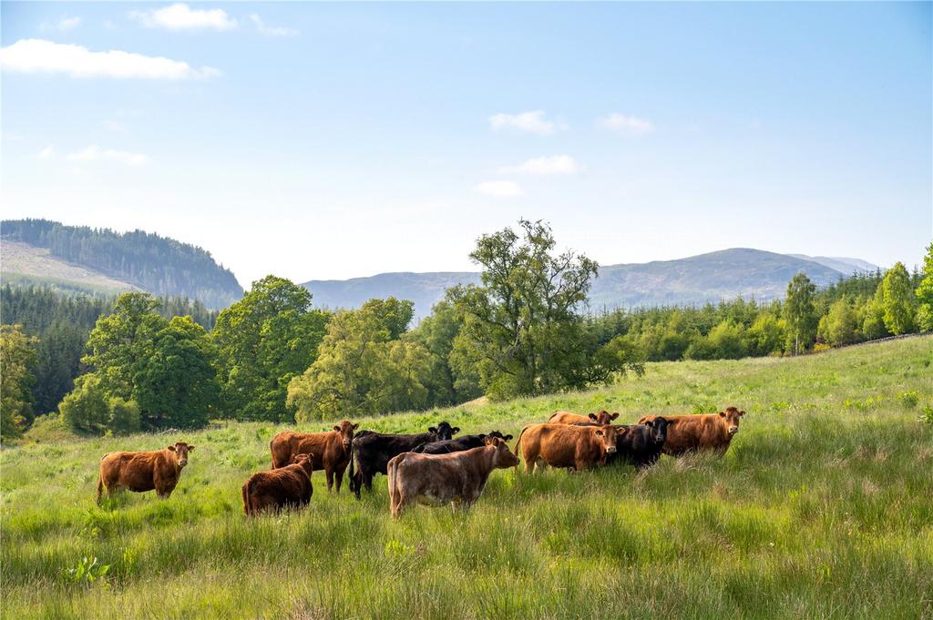Cattle